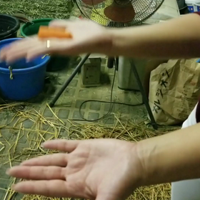 今日のテケテケ……の画像