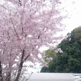 桜前線・・・通過の画像