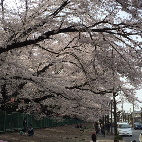 深谷の桜の画像