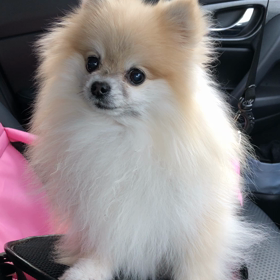 初めての動画の画像