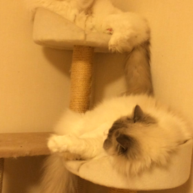 なんで、動画にするとの画像