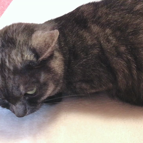 メイちゃんの鋭い直感の画像