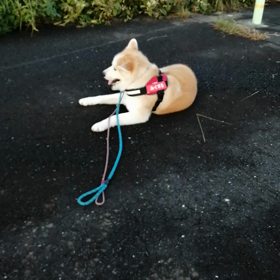 「今日は休まないのですか？」「疲れちゃったんですか？」歩いていても、ゴロ寝してても声を掛けられるの画像