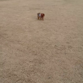 ダッシュするあずき？の画像