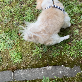 うんちの前のクルクルの画像