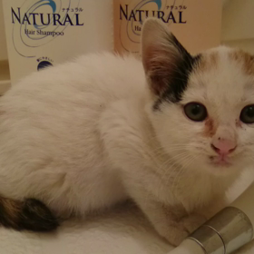 「昨日のナナちゃん♪」動画編その3 ～恐怖のシャンプー(￣▽￣;)～の画像