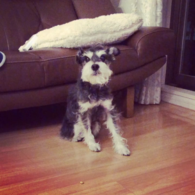 節分の罠の画像