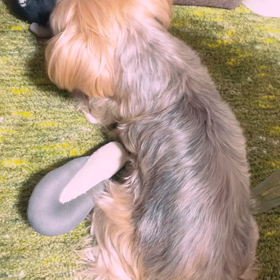 ぬうかなーの画像