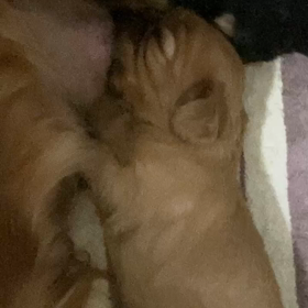 寝落ち。の画像