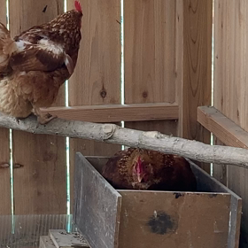 あずさ、病気の画像