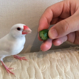 きゅうりダイエットの画像