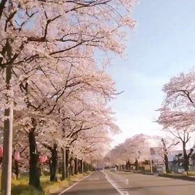 １分の桜並木の画像