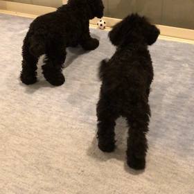 自分に吠える…笑の画像