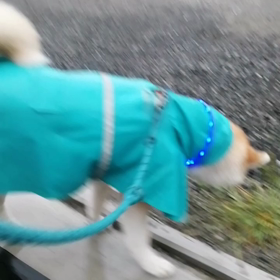 今朝は小雨。未来丸はケージから出ようとせず。しばらくして無理矢理出す。カッパを着用はスムーズたの画像