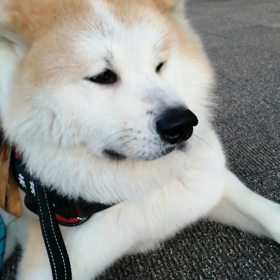 四歳と一日の未来丸。今朝はヤル気無し。すぐにゴロ寝と腹さすり要求で甘えてくる。まあ可愛いんだけれの画像