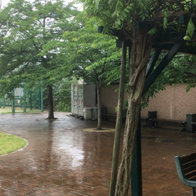 久しぶりの雨の画像