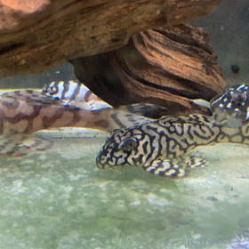 昨日の、、、の画像