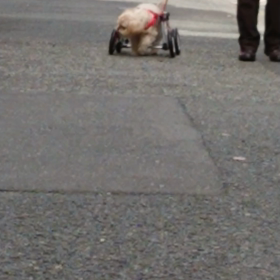 スイーピーの仲間たちの画像