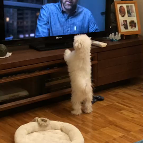 マルチーズのぺろちゃんの画像