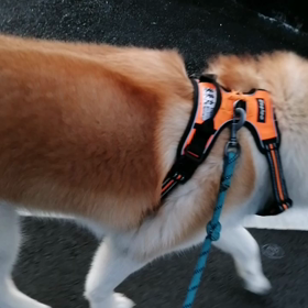 途中たっぷり20分以上ゴロ寝座り込み休憩❗それでもしっかり朝散歩やりきりました。未来丸も飼いの画像