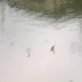 かわゆすの画像