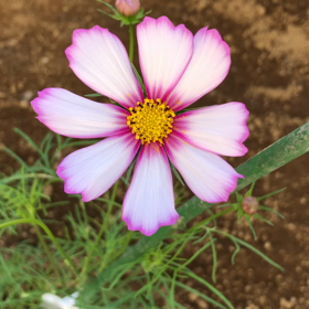 『コスモスの花』癒されます♪の画像