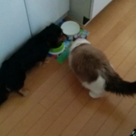 やっぱりキラの方が上なのねの画像