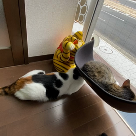 あなたを動物に例えると何？の画像