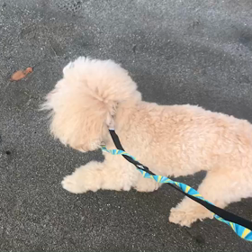 ♪お散歩動画♪お台場海浜公園♪の画像