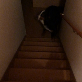 おしゃべり犬の画像