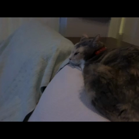 トランスフォーマ－と猫の画像