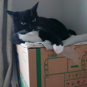 ”寄る年波には…” 折しも…の画像