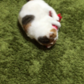 ゆりちやんのお気に入りの画像