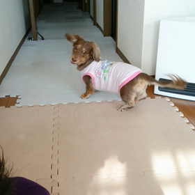 昼間も、遊びます☆の画像