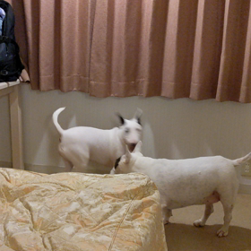 あんこネエネ遊ぼ❣️の画像