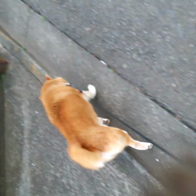 昨日のまみとの散歩…の画像