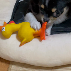 私の宝物の画像