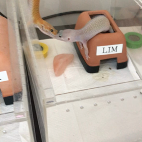 リュカがリムに絡むの画像