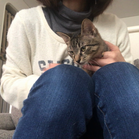 虎吉くん☺️の画像