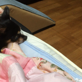 モモちゃん日記の画像