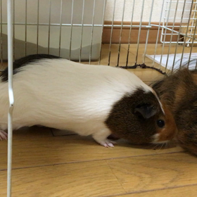 一触即発o(｀ω´ )oの画像