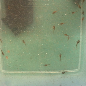 コリドラス 孵化 13日目の画像