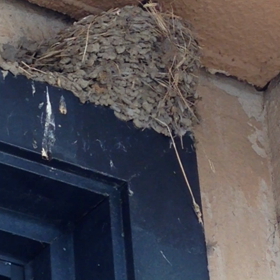 ツバメの雛 ∧( 'Θ' )∧の画像