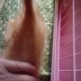 ケージから出たがるナルトくんの画像