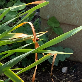 私の思うことの画像