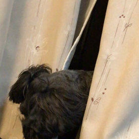 愛犬ちゃん♡JILLの画像