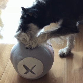 くんくんボールの画像