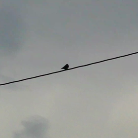 巣立ちから５日目♪の画像