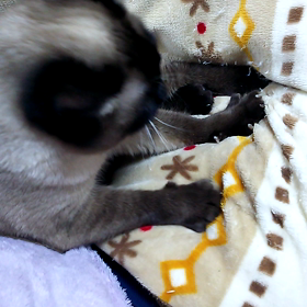 うちのにゃーさん紹介の画像