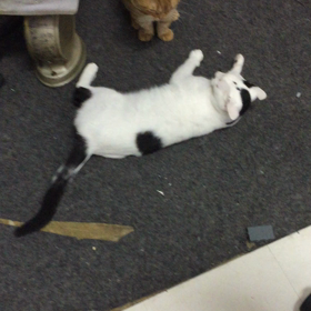 やめろよ！しつこいぞピカソ！の画像